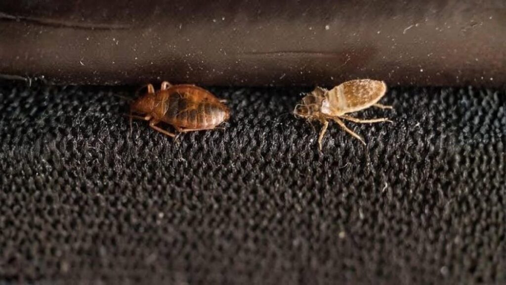 bed bugs living in your car