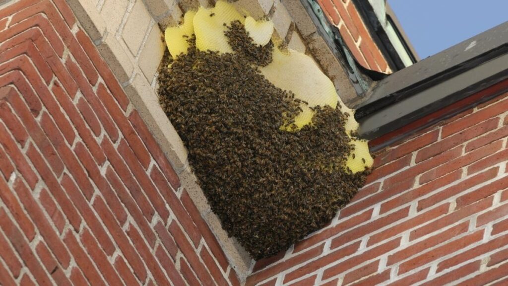 bee nest