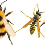 bee vs wasp vs hornet