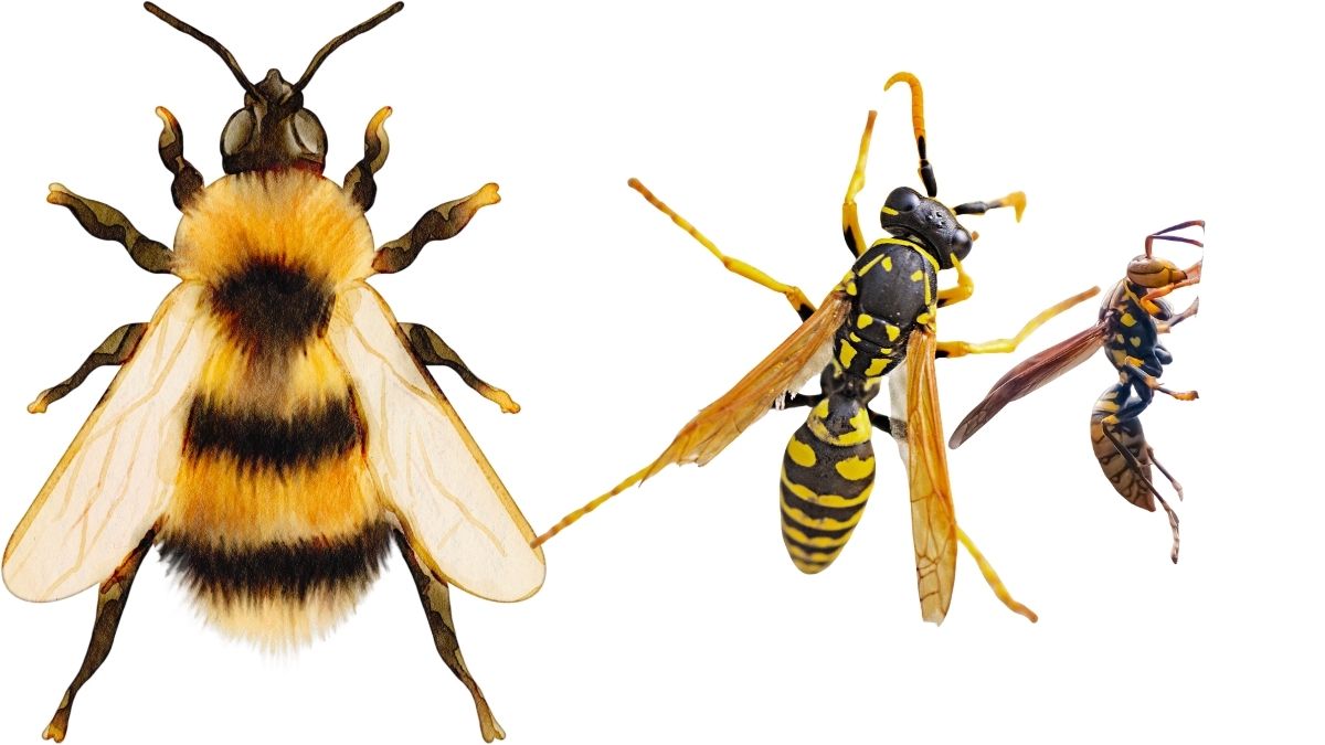 bee vs wasp vs hornet