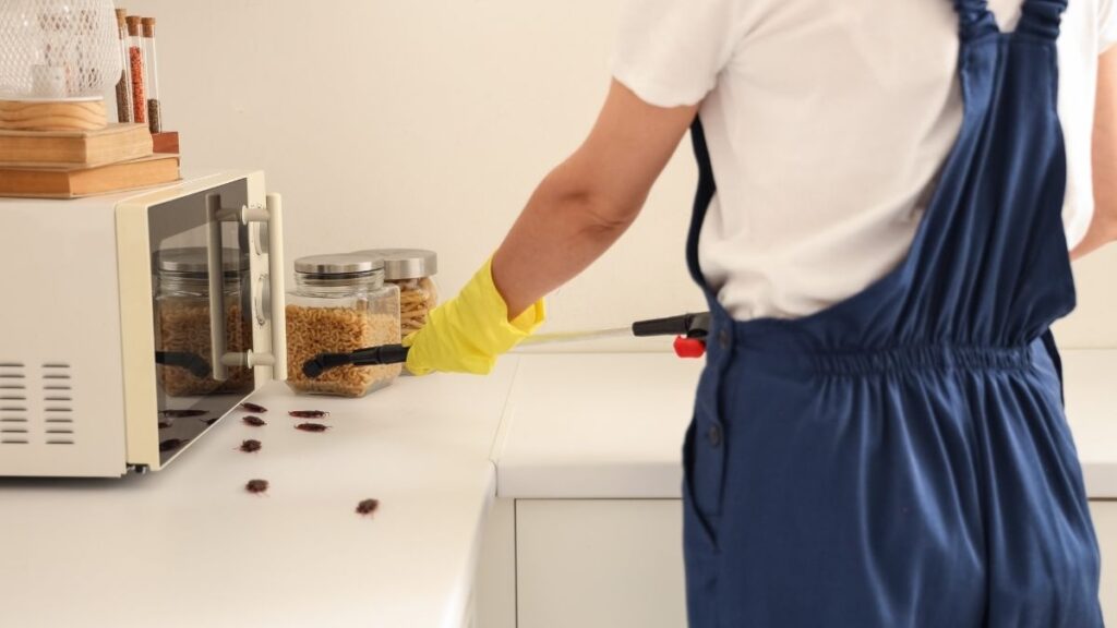 cockroach disinfection