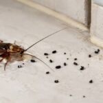 cockroach droppings