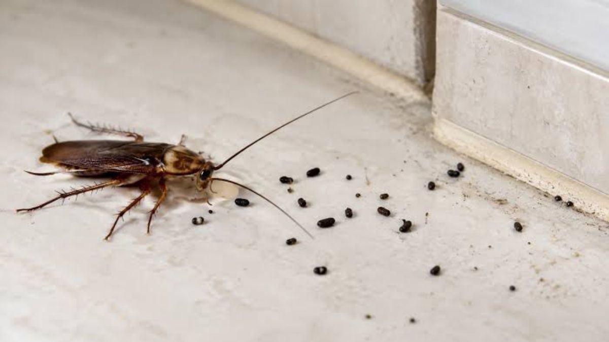 cockroach droppings