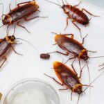 cockroaches keep coming back