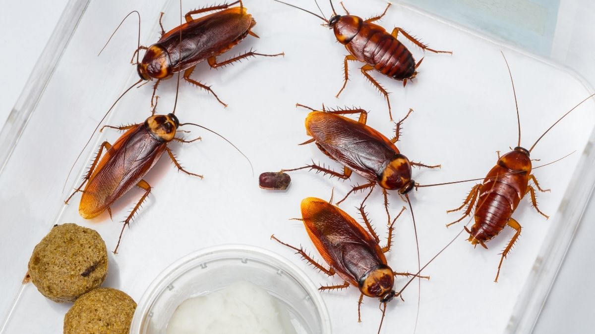 cockroaches keep coming back