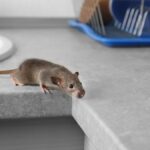 construction causing rats