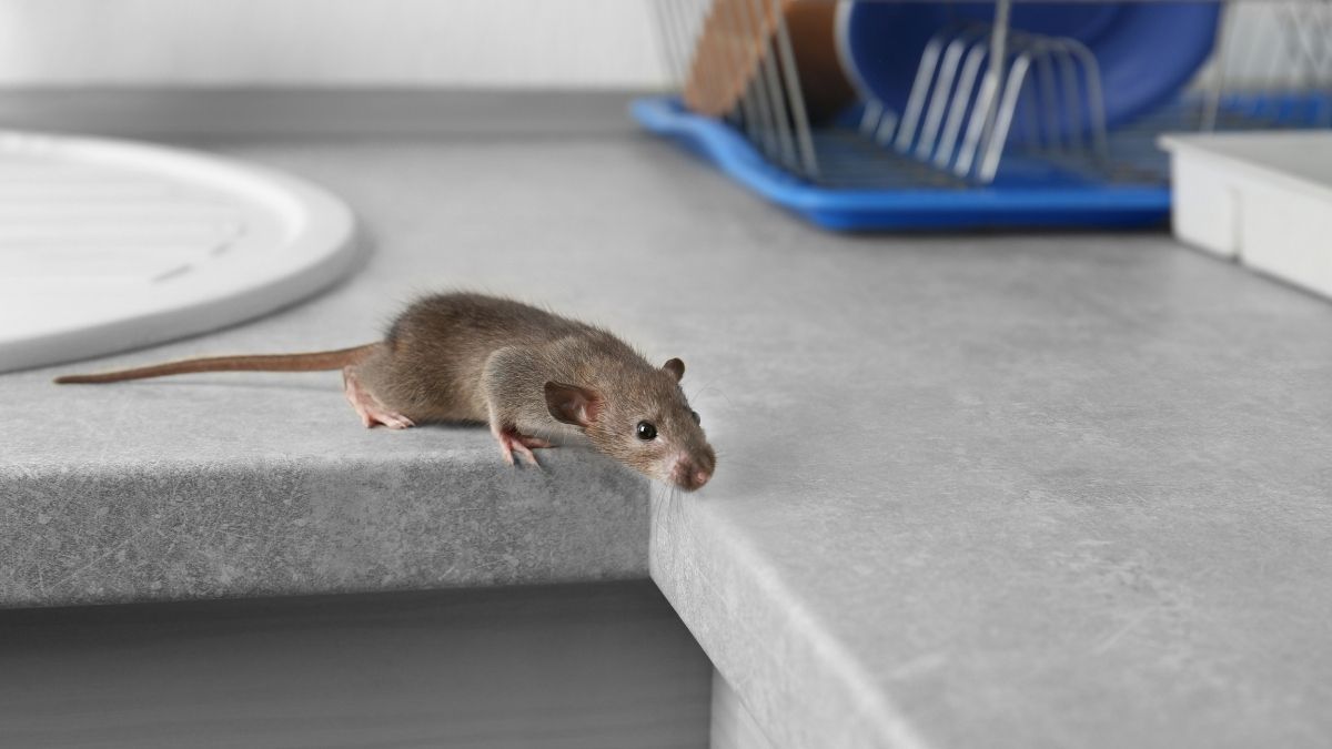 construction causing rats