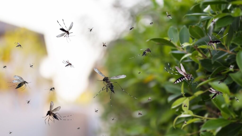 control mosquitoes in your yard