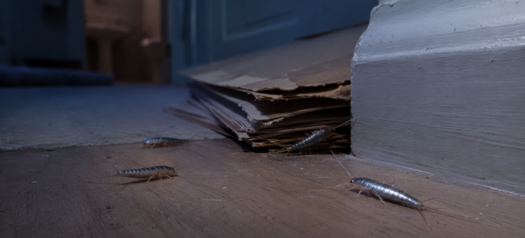 Silverfish insects with shimmery scales crawling at night near a baseboard and paper stack inside a home.