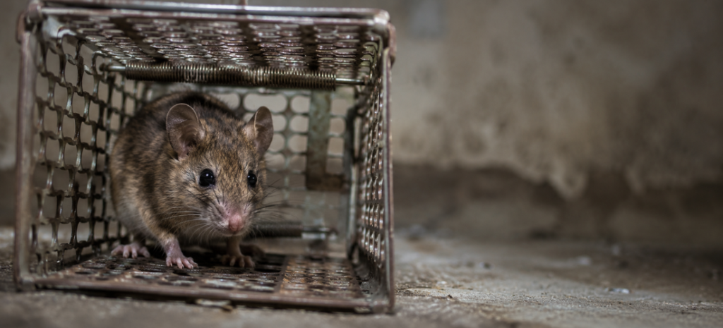 Mouse trapped inside a metal cage trap in a dim basement setting