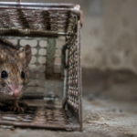 Mouse trapped inside a metal cage trap in a dim basement setting