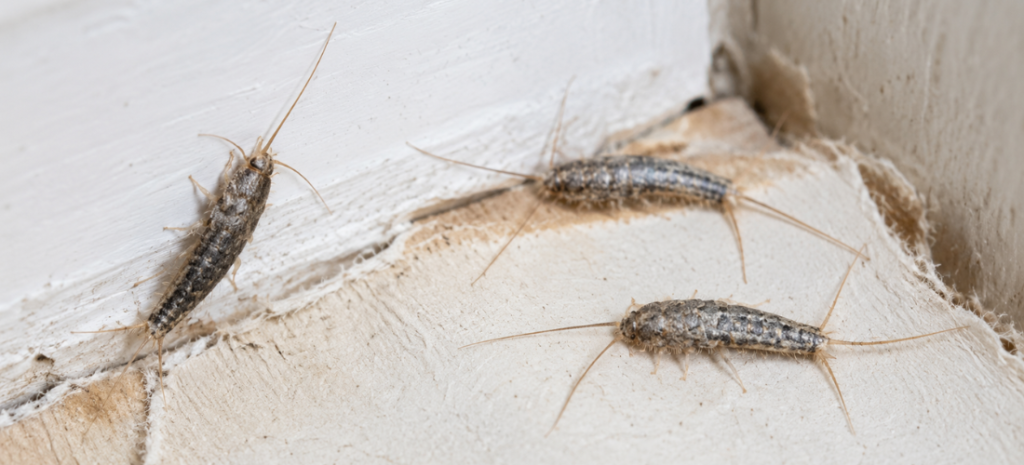 Close-up of silverfish insects crawling near torn paper and a white baseboard inside a home.