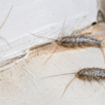 Close-up of silverfish insects crawling near torn paper and a white baseboard inside a home.