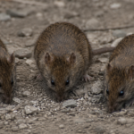 Three realistic brown mice foraging on rocky soil outdoors.