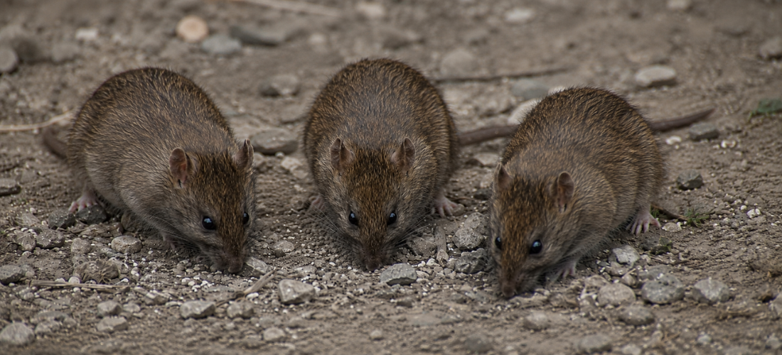 Three realistic brown mice foraging on rocky soil outdoors.