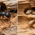 Carpenter ant and termites shown side by side on damaged wood, highlighting the difference between ant tunneling and termite wood damage.
