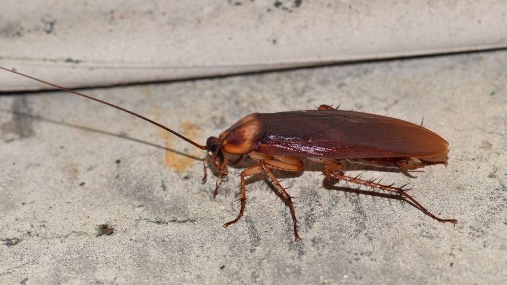 hiding spots - American cockroach