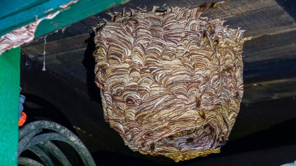 hornet nest