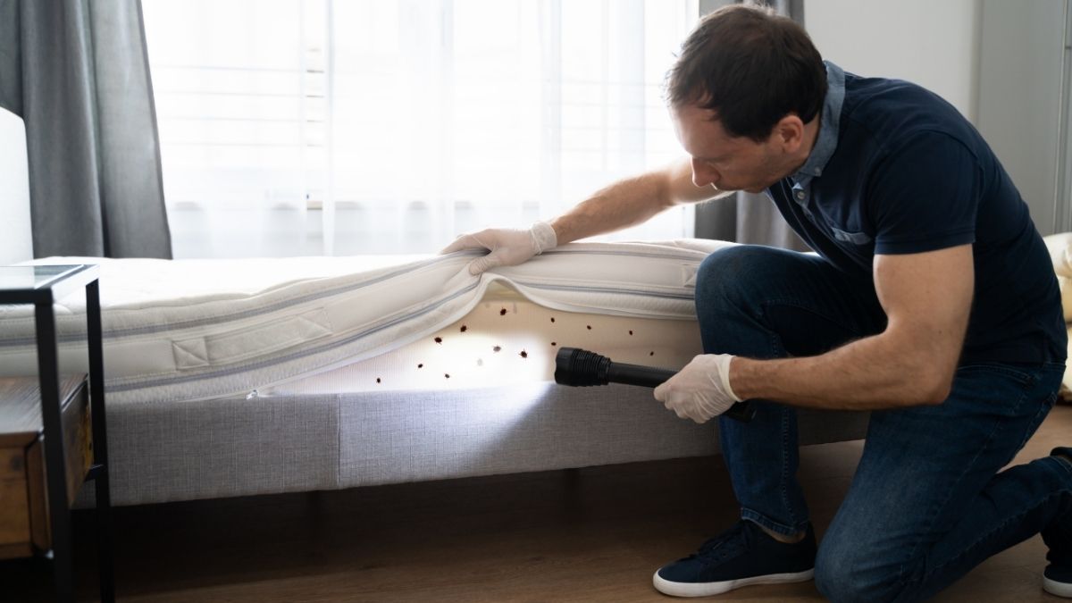 how do bed bugs get into your home