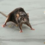 how pests spread between apartments