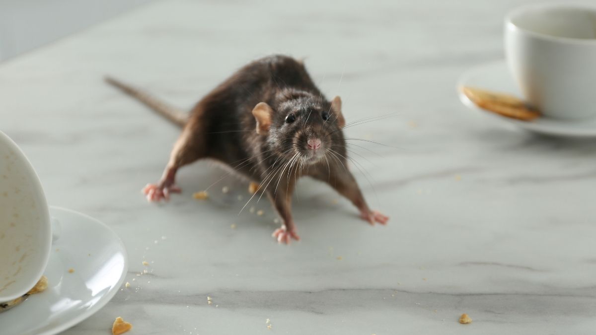 how pests spread between apartments
