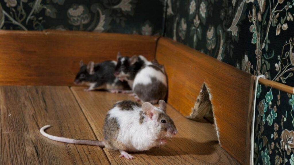 mice around a wall