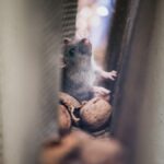 mice in walls