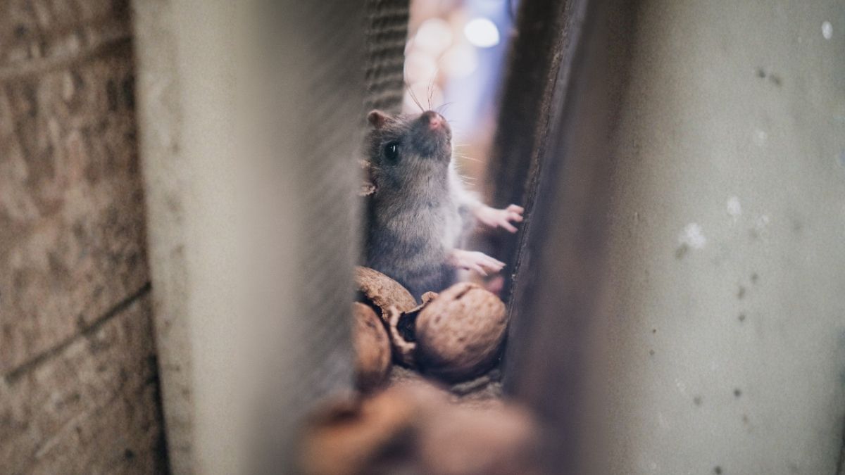 mice in walls