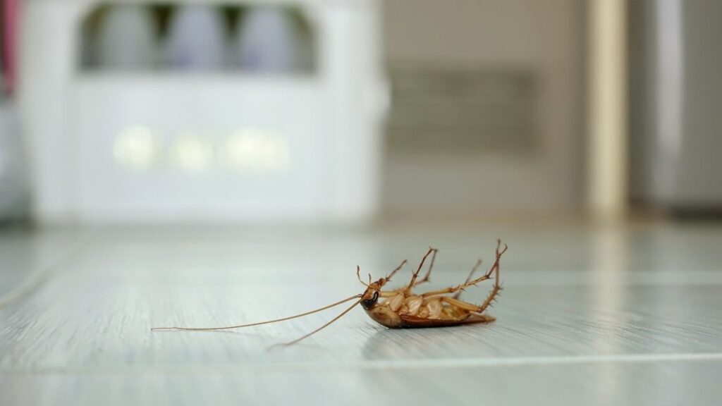 pesticides for roaches