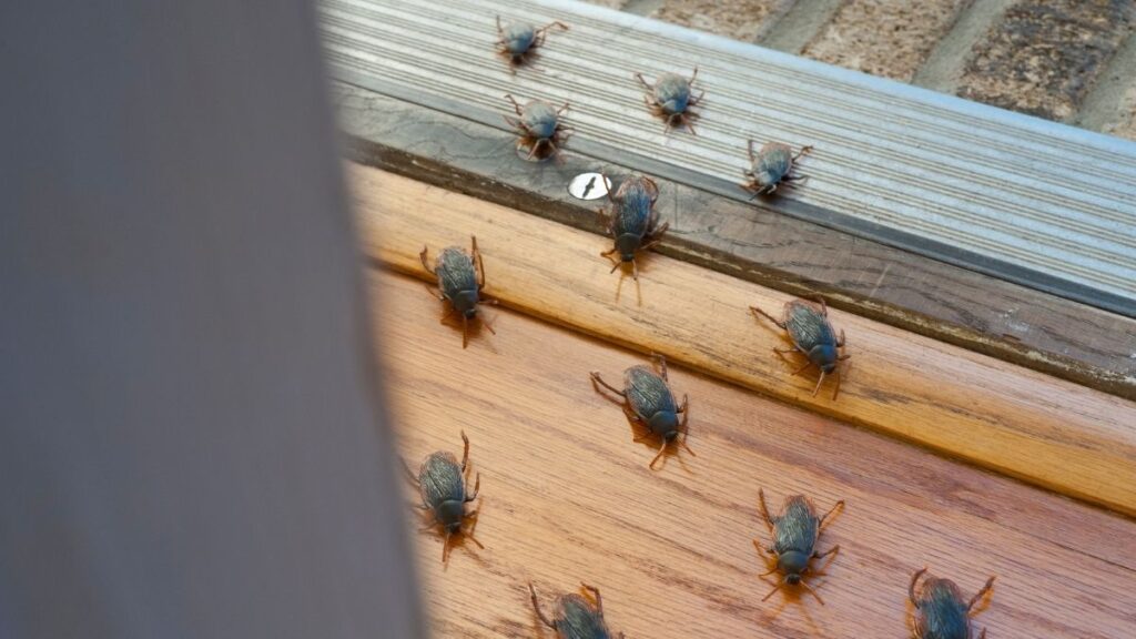 pests entering home