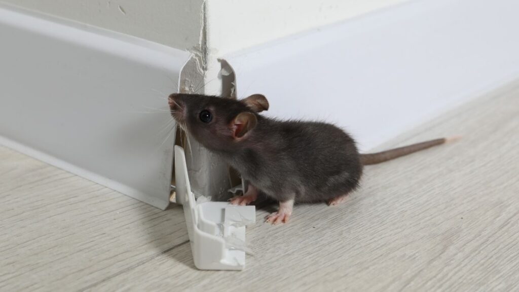 rats indoors - A rat on floor near chewed baseboard indoors