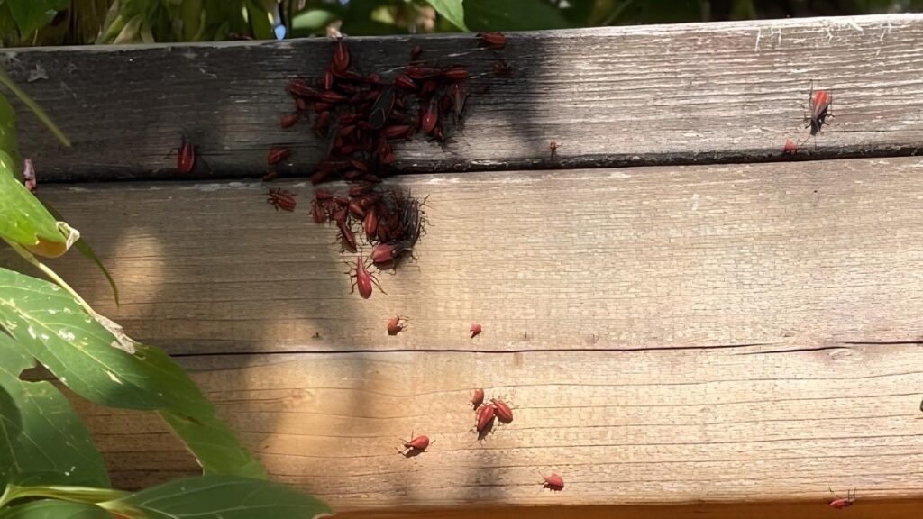 red boxelder bugs - how weather affects pest activity