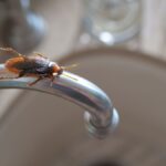 roaches in apartment