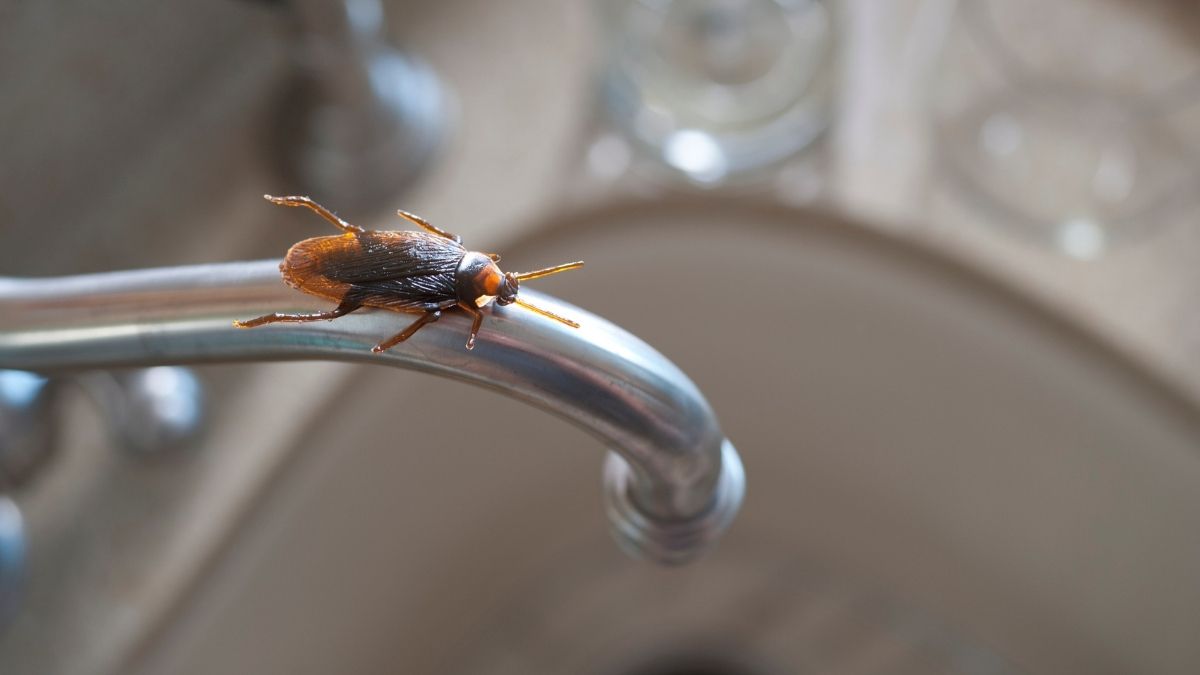 roaches in apartment