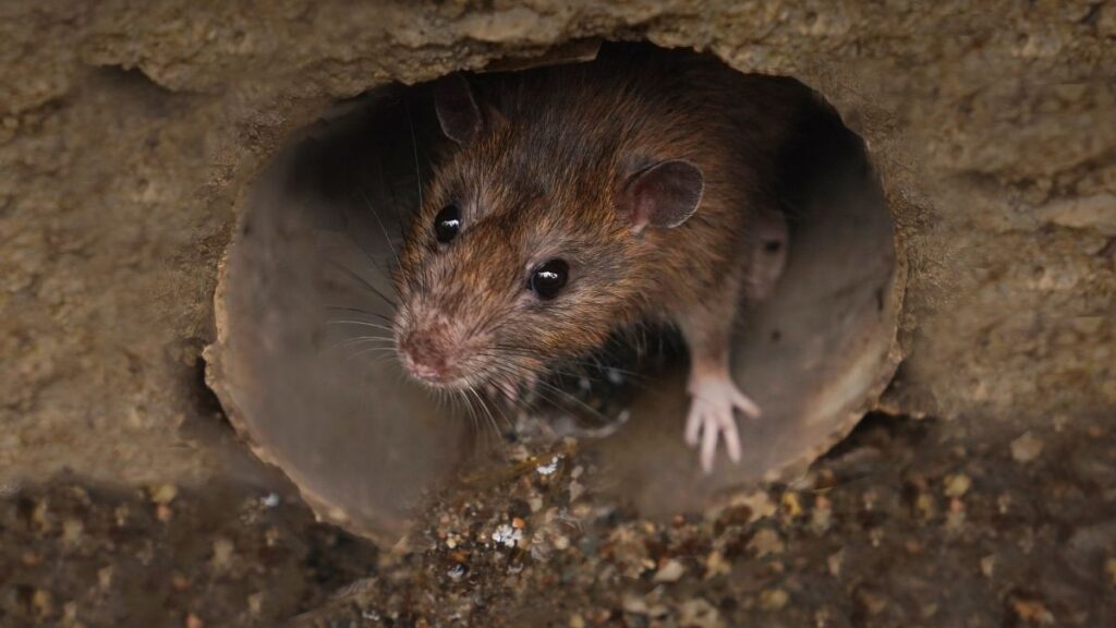 sewer work forcing rodents out | construction causing rats