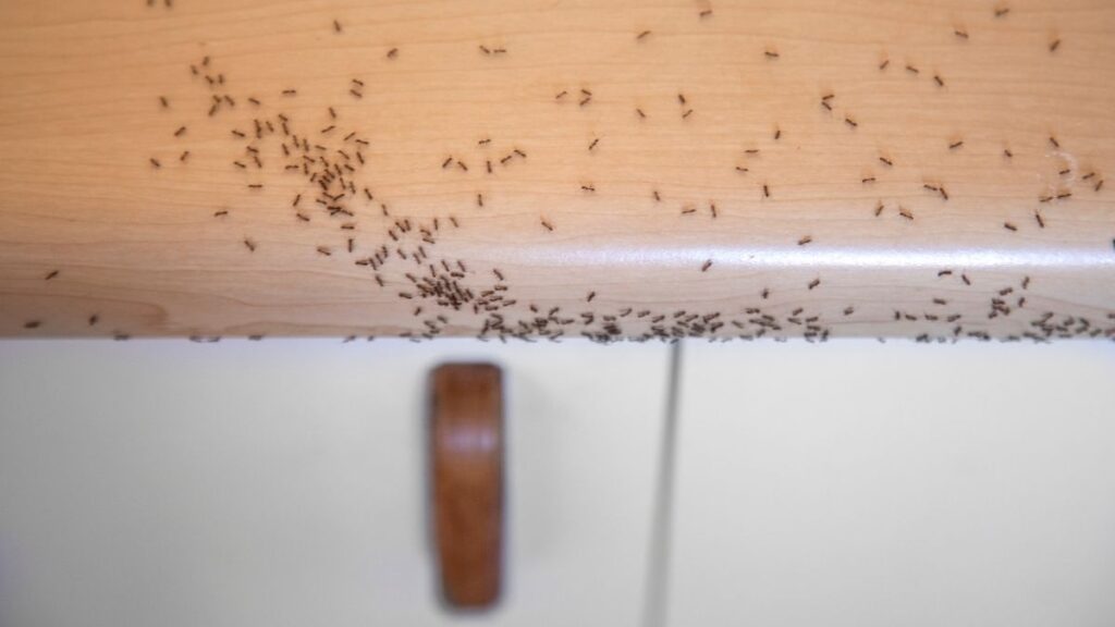 types of ants in Ontario