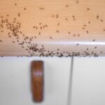 types of ants in Ontario