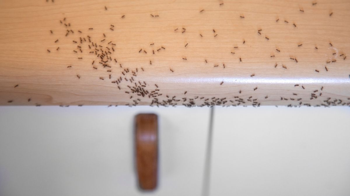 types of ants in Ontario