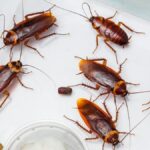 types of cockroaches in Ontario