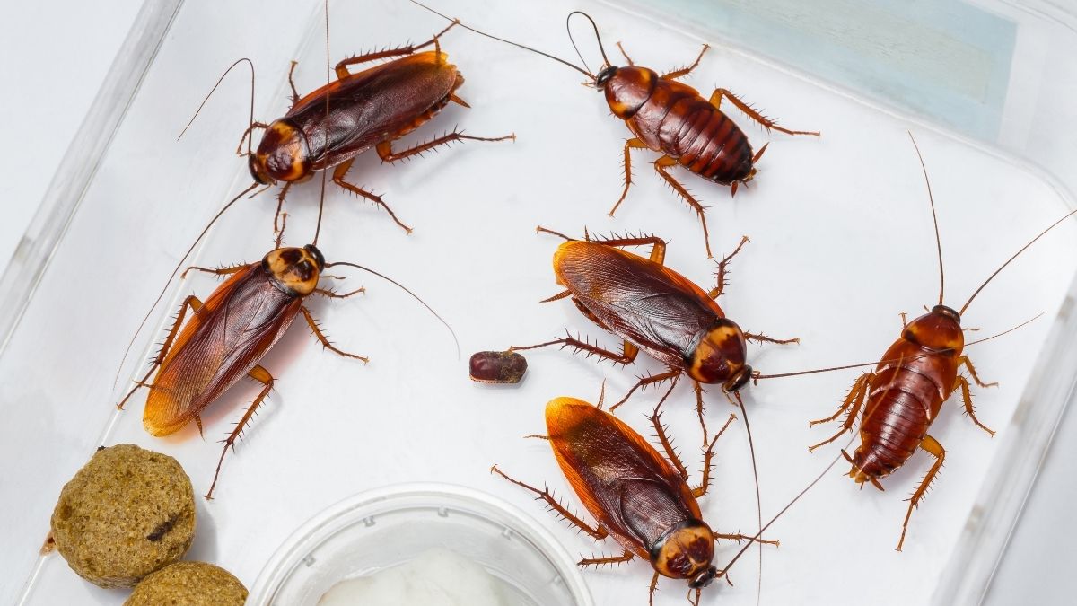 types of cockroaches in Ontario