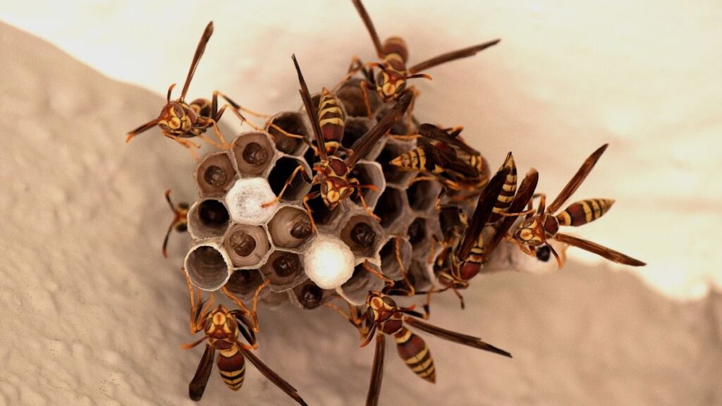 wasp nest