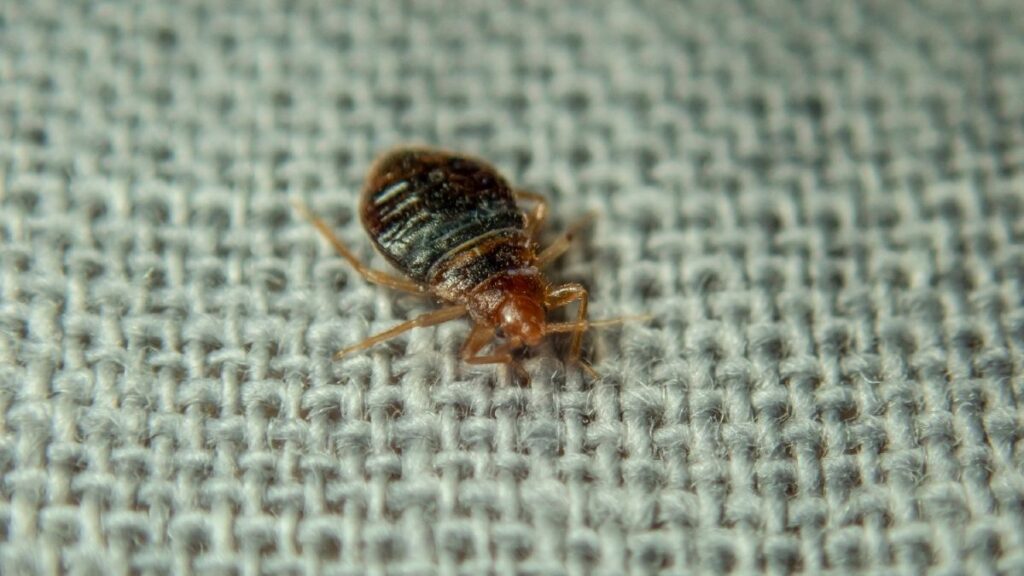 why do I see more bugs after pest control