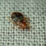 why do I see more bugs after pest control