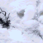 winter pests